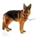 Ultrahund Ultrahund Freedom Harness ROYAL LARGE 4136-RY-L